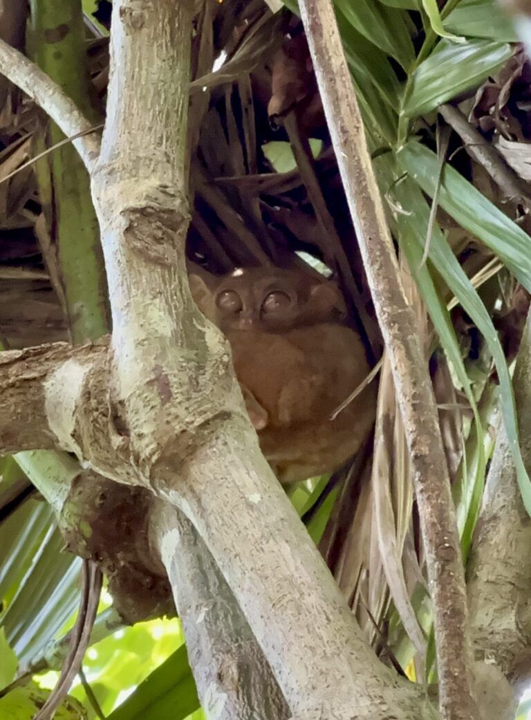 Tarsier
