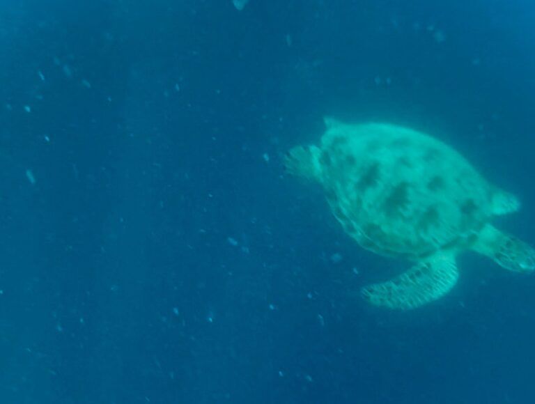 Guía completa de Bohol: Qué Ver, Hacer y Cómo Llegar. Tortuga en Balicasag island