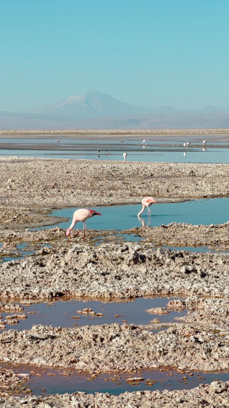 Reserva Nacional Los Flamencos